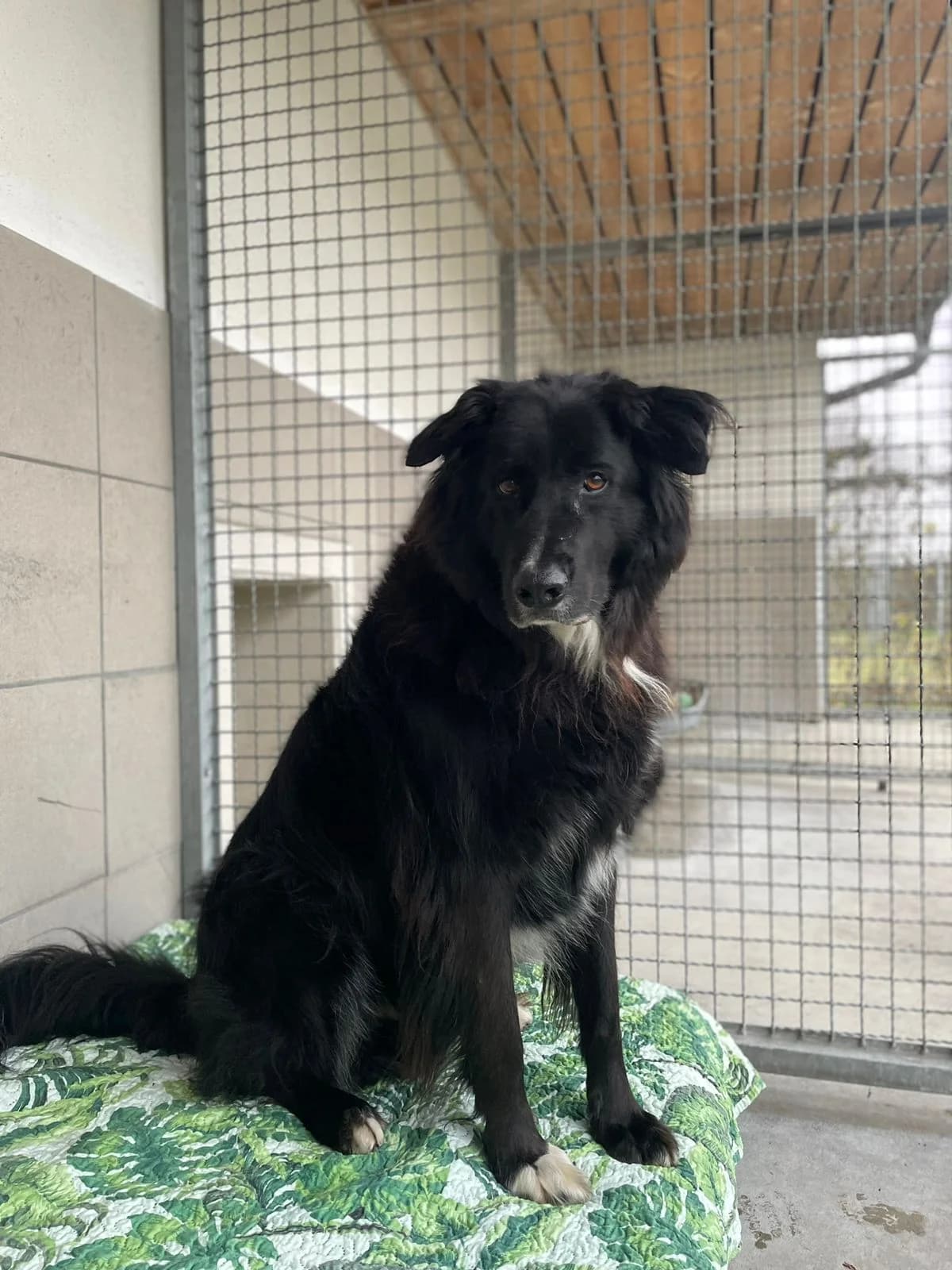 Barrack, black male mixed breed for adoption at Tierheim Augsburg, Augsburg — photo 3 of 5