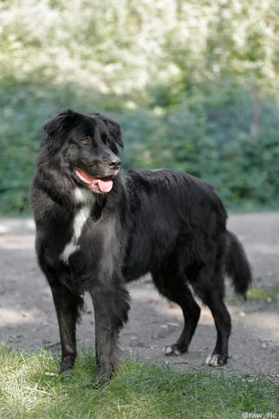 Barrack, black male mixed breed for adoption at Tierheim Augsburg, Augsburg — photo 4 of 5