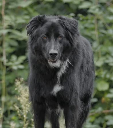 Barrack, black male mixed breed for adoption at Tierheim Augsburg, Augsburg — photo 5 of 5