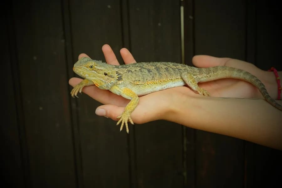 Bartagam Pogo,  Mixed Breed for adoption at Tierheim Ludwigsburg, Ludwigsburg