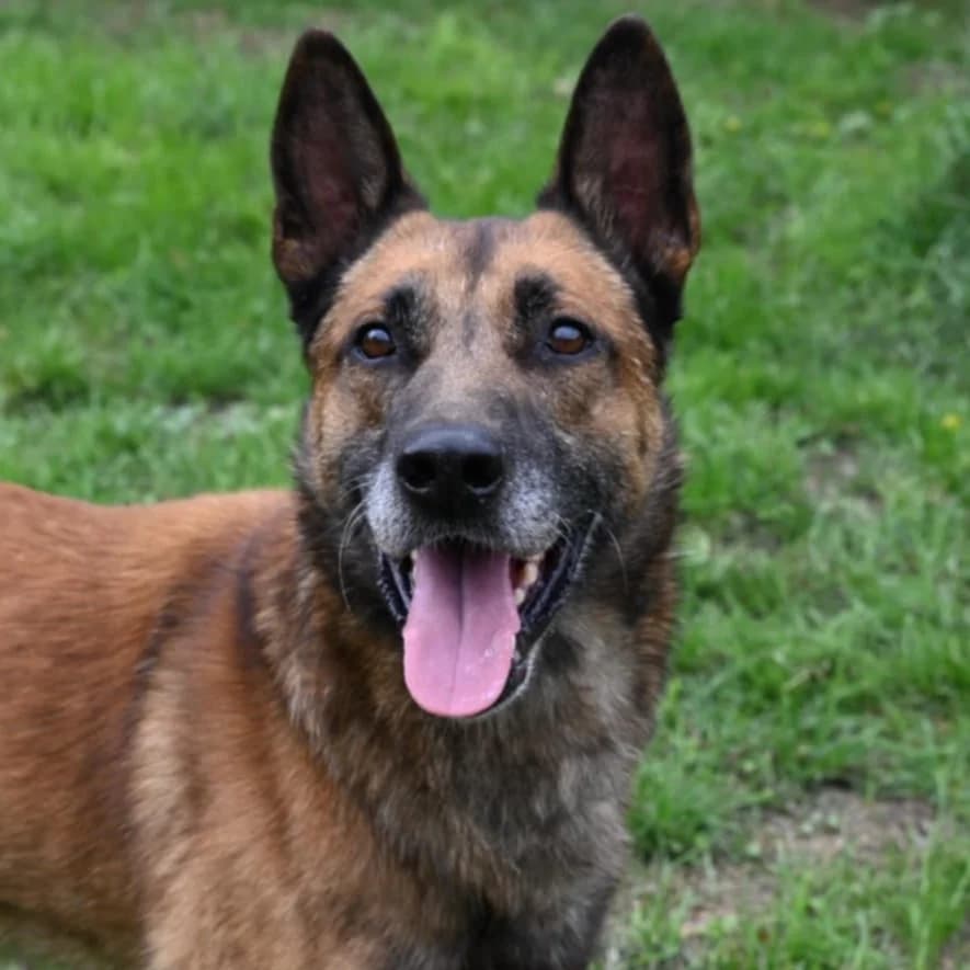 Basko, male senior Belgian Malinois for adoption at Tierheim Hannover, Hannover