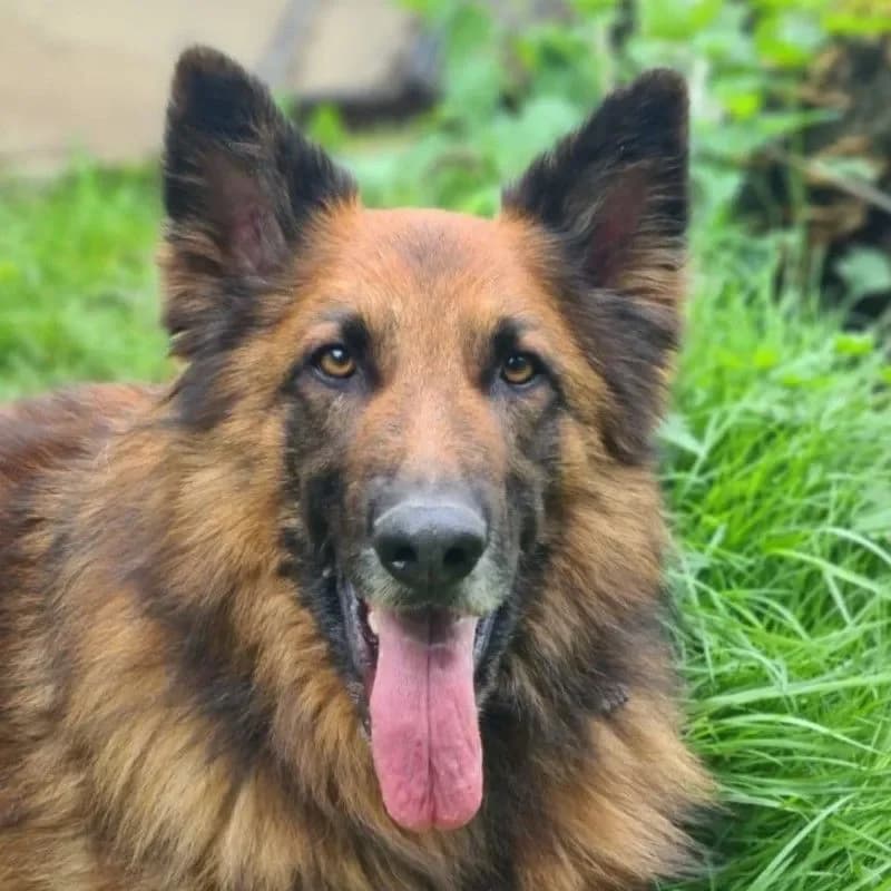 Becks (im bmt-Tierheim Eifelhof) photo 2