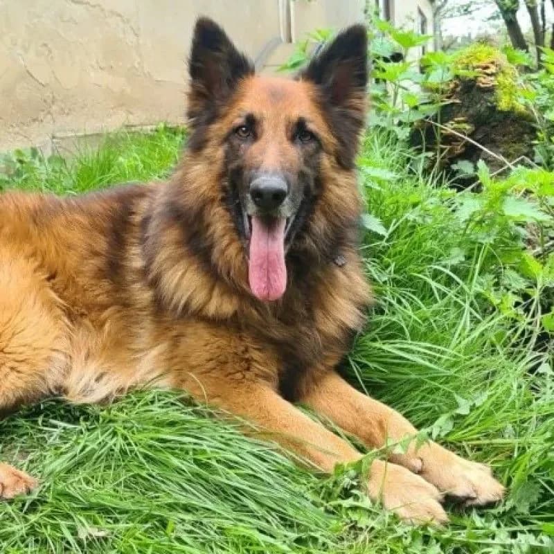 Becks (im bmt-Tierheim Eifelhof) photo 3