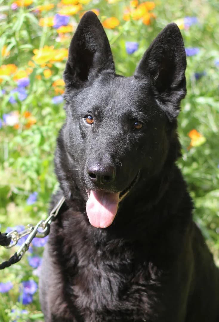 Becky, female German Shepherd for adoption at Tierheim Schlage