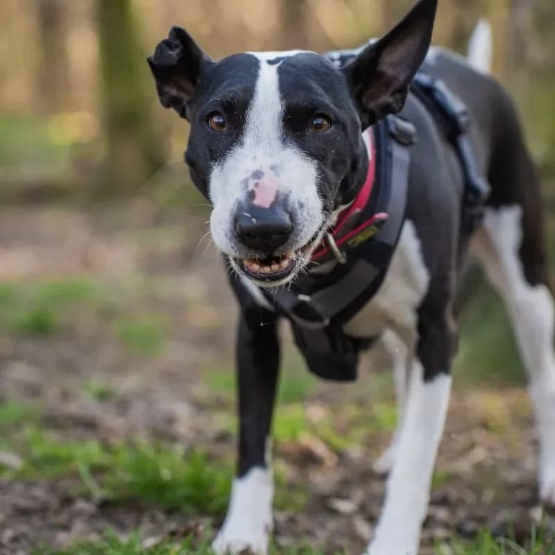 Bella (Zuhause und Paten gesucht) photo 3