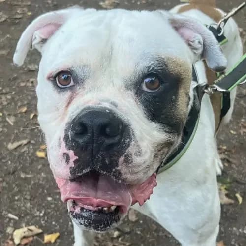Bernie, male 5yo English Bulldog for adoption at Tierheim Köln, Cologne