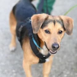 Bobby, male young Mixed Breed for adoption at Tierheim Berlin, Berlin