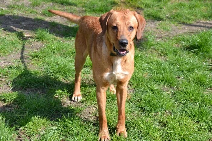 Bobo,  6yo Mixed Breed for adoption at Tierheim Paderborn, Paderborn