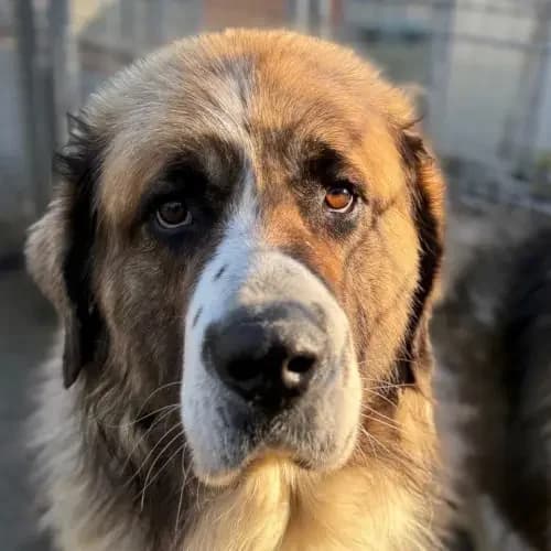 Bolek, male mixed breed for adoption at Tierheim Köln, Cologne