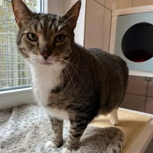 Bolo (reserviert), male senior mixed breed for adoption at Tierheim Köln, Cologne