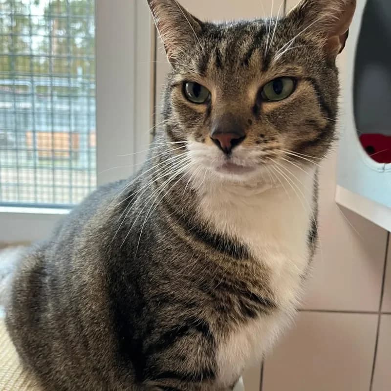 Bolo (in Behandlung) photo 3