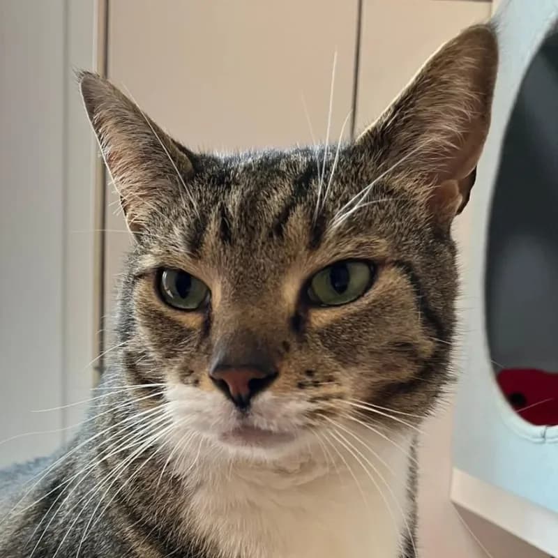 Bolo (in Behandlung) photo 4