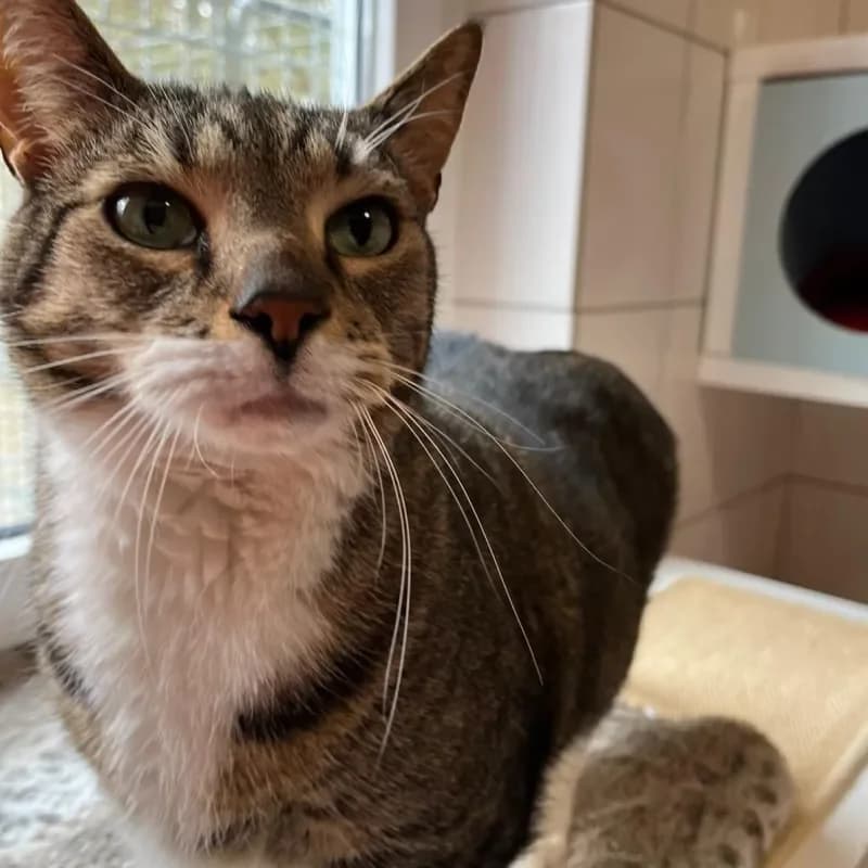 Bolo (in Behandlung) photo 5