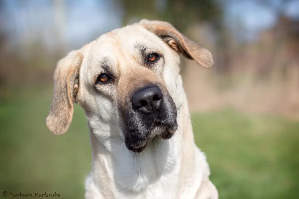Bonnie, cream female Mixed Breed for adoption at Tierheim Karlsruhe, Karlsruhe