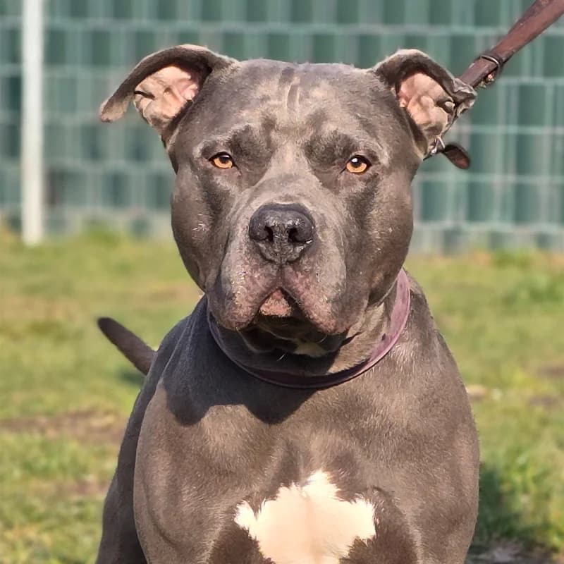Boogie, male senior American Staffordshire Terrier for adoption at Tierheim Hannover, Hannover