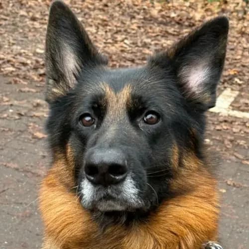 Boomer, male 5yo German Shepherd for adoption at Tierheim Köln, Cologne