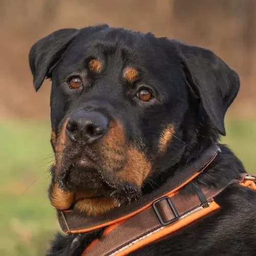 Bruno, male 4yo mixed breed for adoption at Nothunde La Mancha e.V., Lindlar