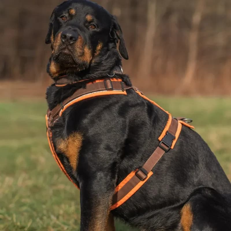 Bruno (Zuhause und Paten gesucht) photo 5