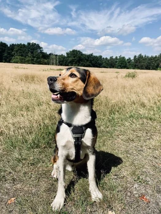 Bruno,  Beagle for adoption at Tierheim Paderborn, Paderborn