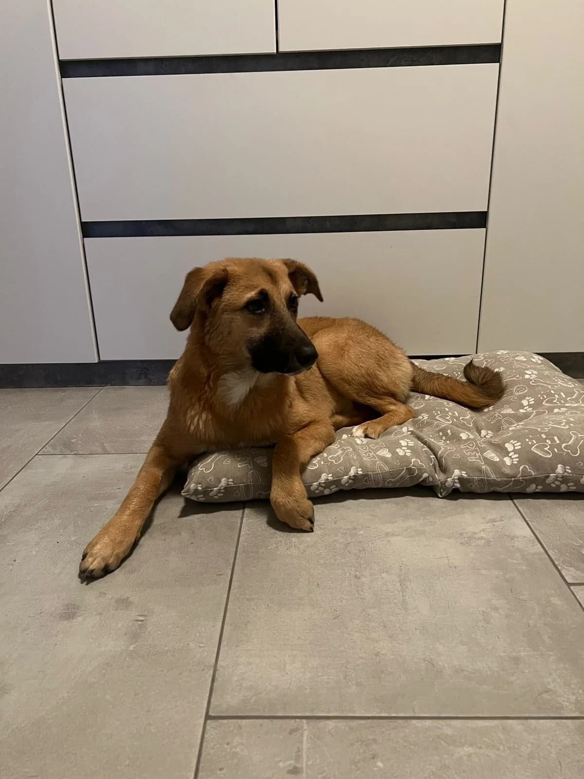 Bubi,  puppy Mixed Breed for adoption at Tierheim Paderborn, Paderborn
