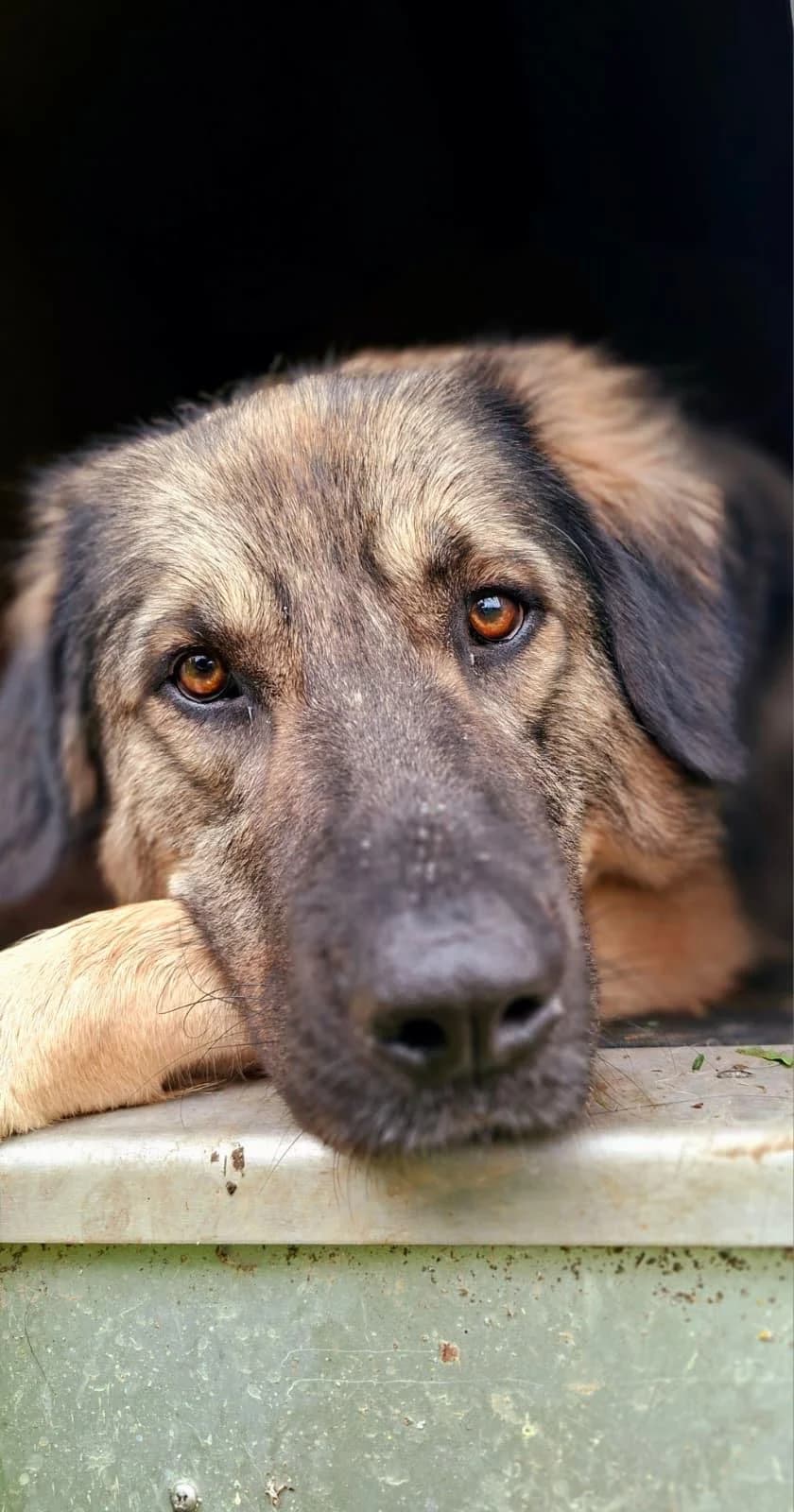 Spike, grey male mixed breed for adoption at Tierheim Regensburg, Regensburg — photo 3 of 12