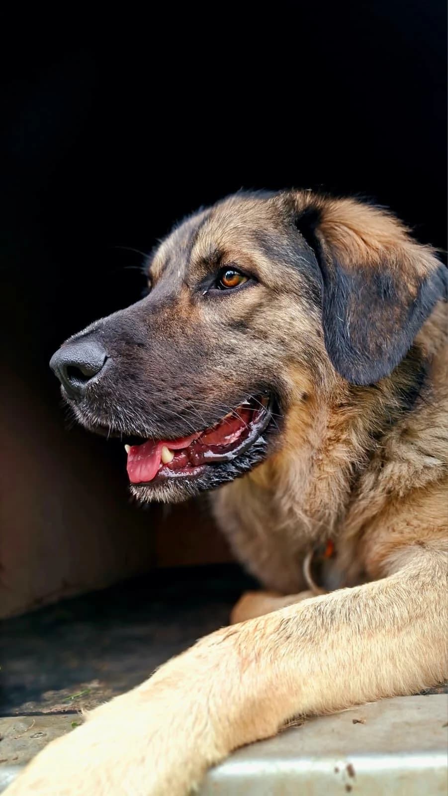 Spike, grey male mixed breed for adoption at Tierheim Regensburg, Regensburg — photo 5 of 12