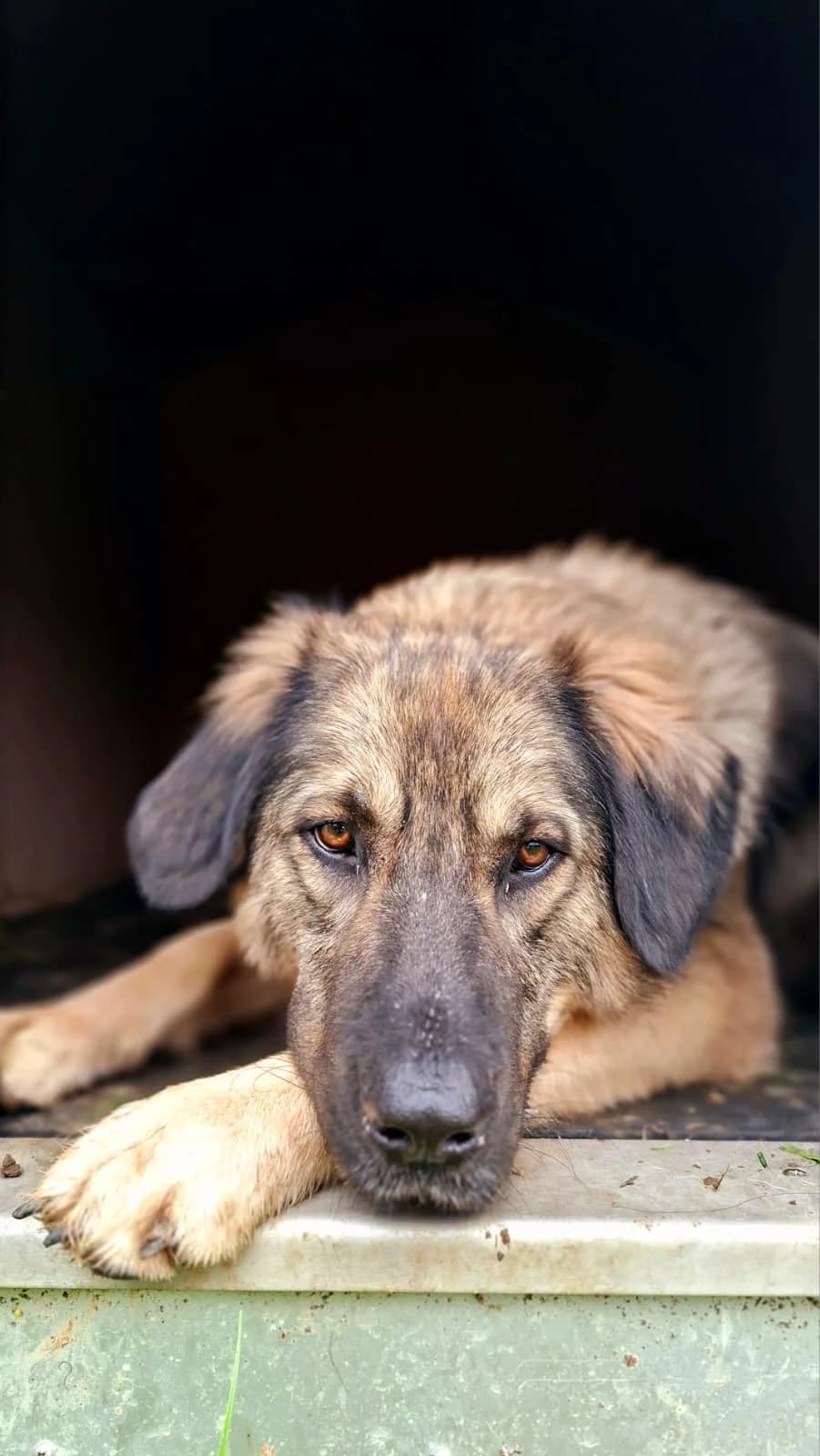 Spike, grey male mixed breed for adoption at Tierheim Regensburg, Regensburg — photo 7 of 12