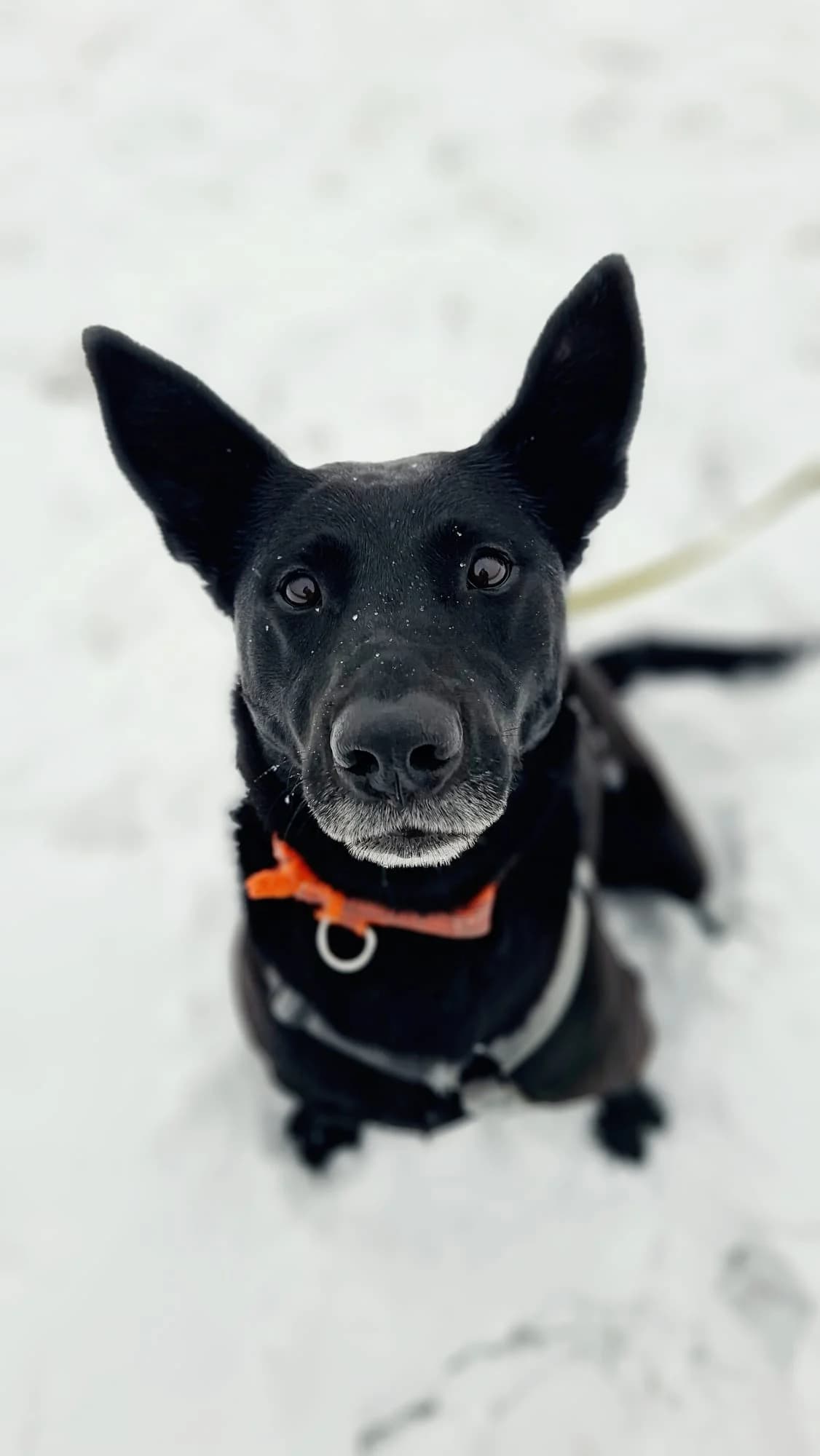 Akira, female mixed breed for adoption at Tierheim Regensburg, Regensburg