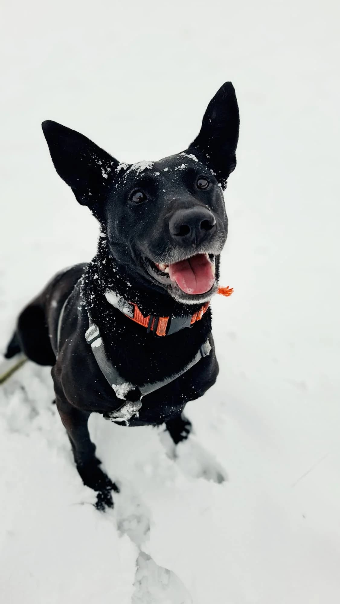 Akira, black female mixed breed for adoption at Tierheim Regensburg, Regensburg — photo 2 of 9