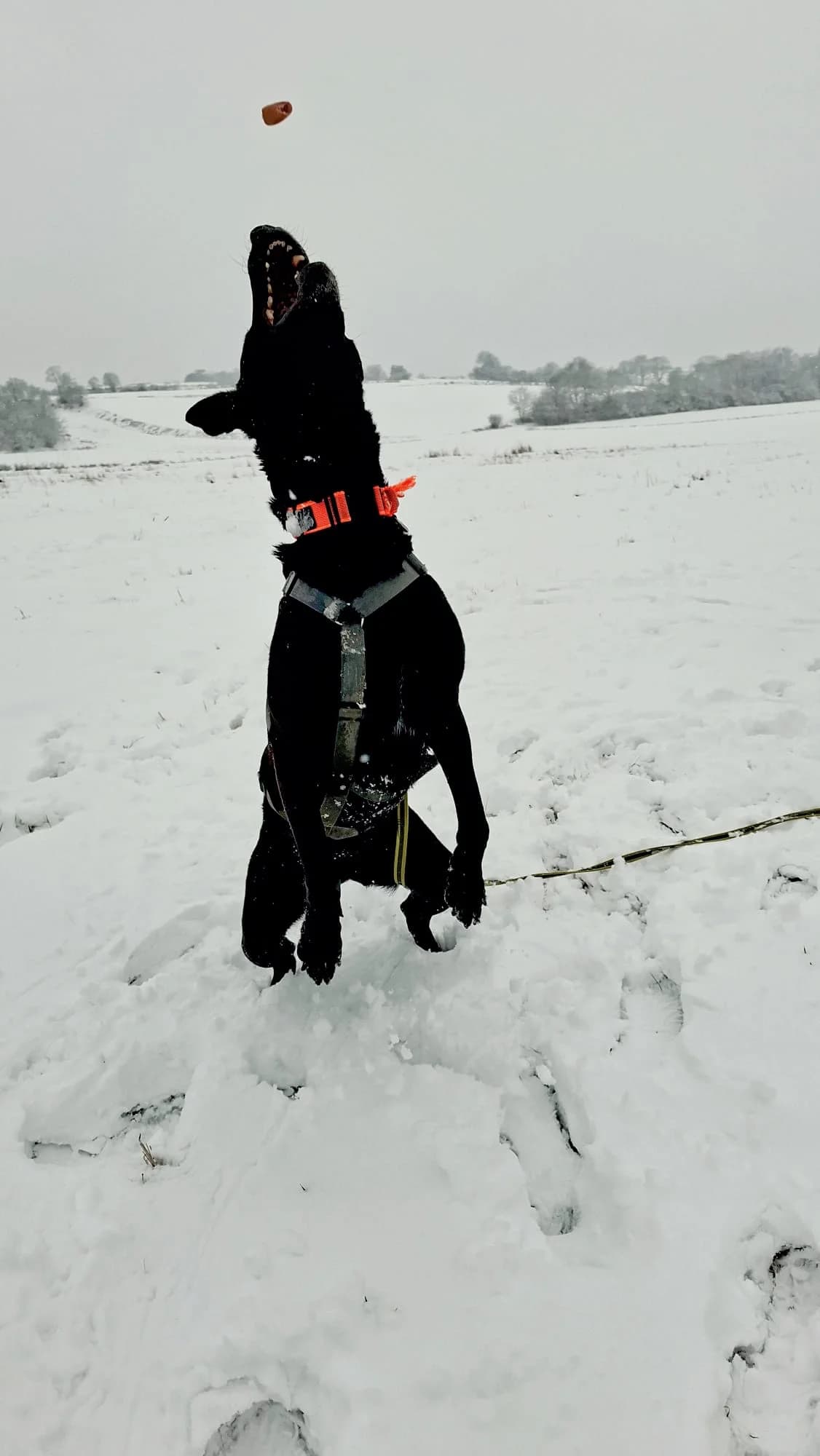 Akira, black female mixed breed for adoption at Tierheim Regensburg, Regensburg — photo 3 of 9