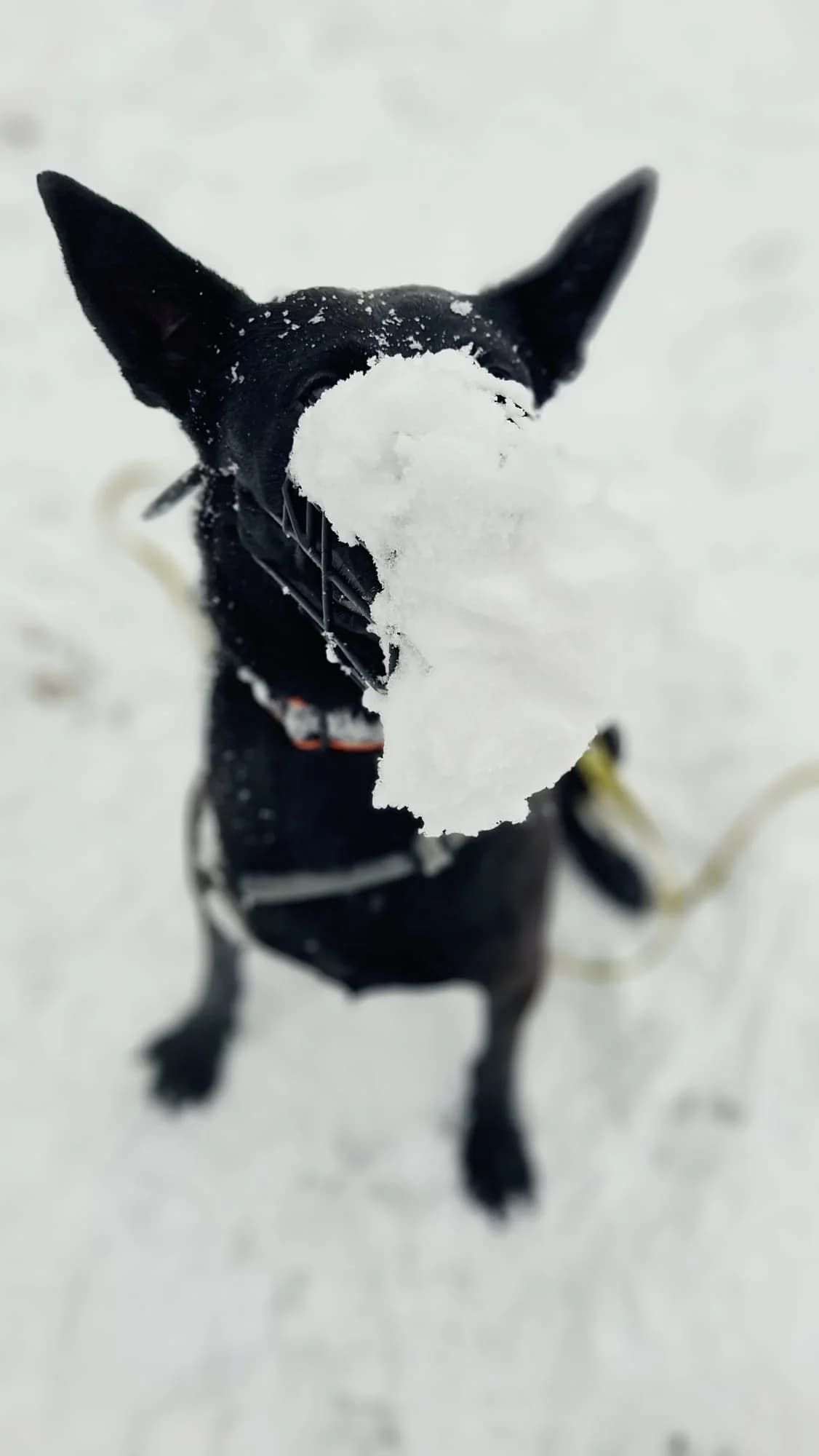 Akira, black female mixed breed for adoption at Tierheim Regensburg, Regensburg — photo 4 of 9