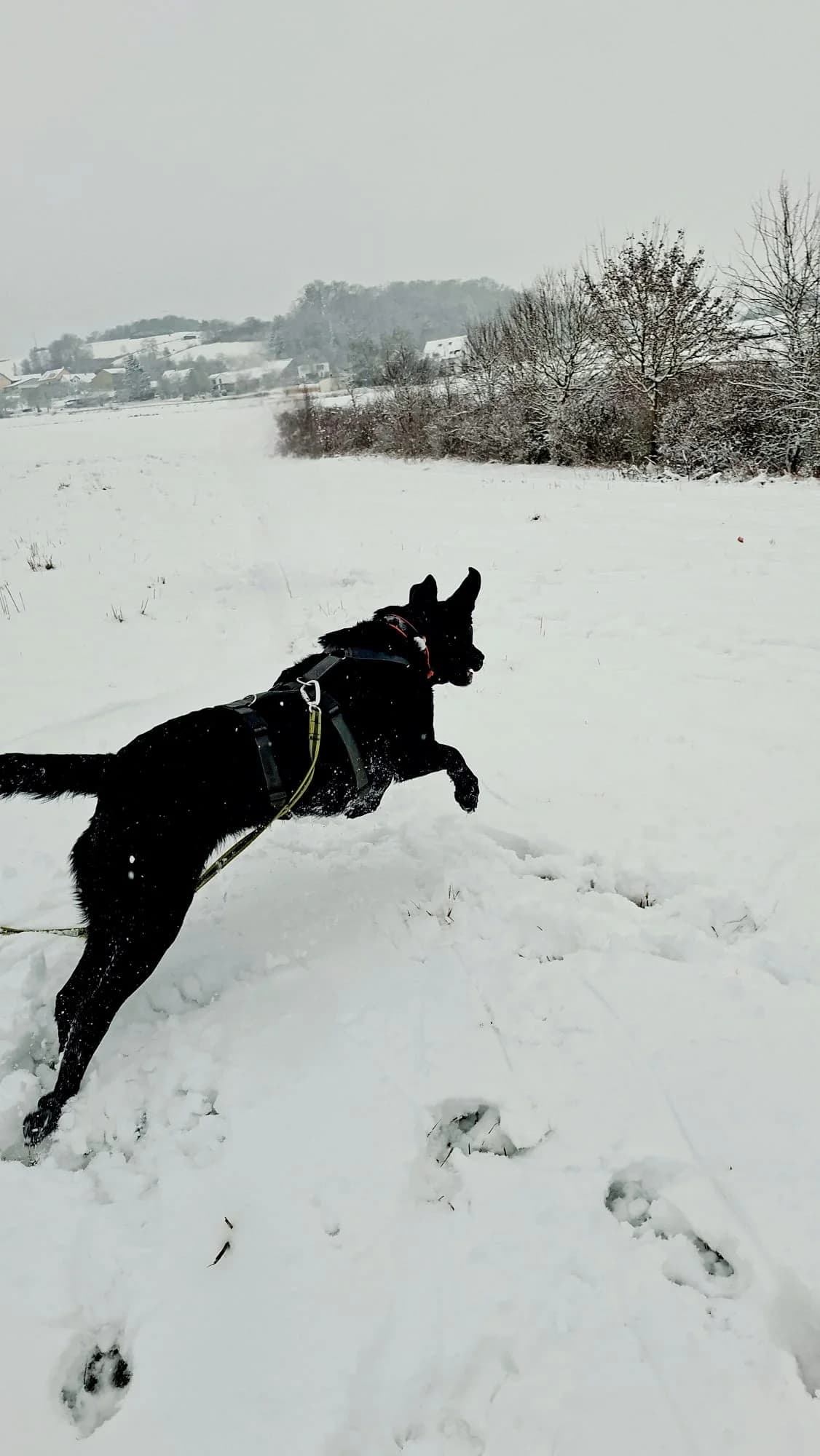 Akira, black female mixed breed for adoption at Tierheim Regensburg, Regensburg — photo 5 of 9