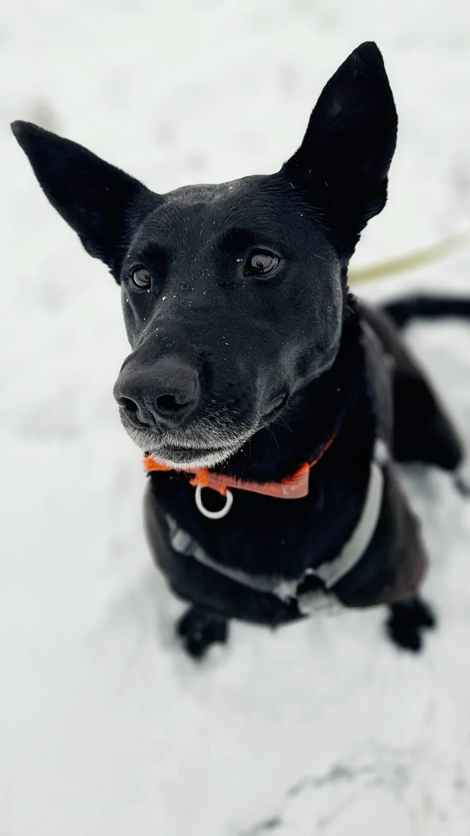 Akira, black female mixed breed for adoption at Tierheim Regensburg, Regensburg — photo 6 of 9