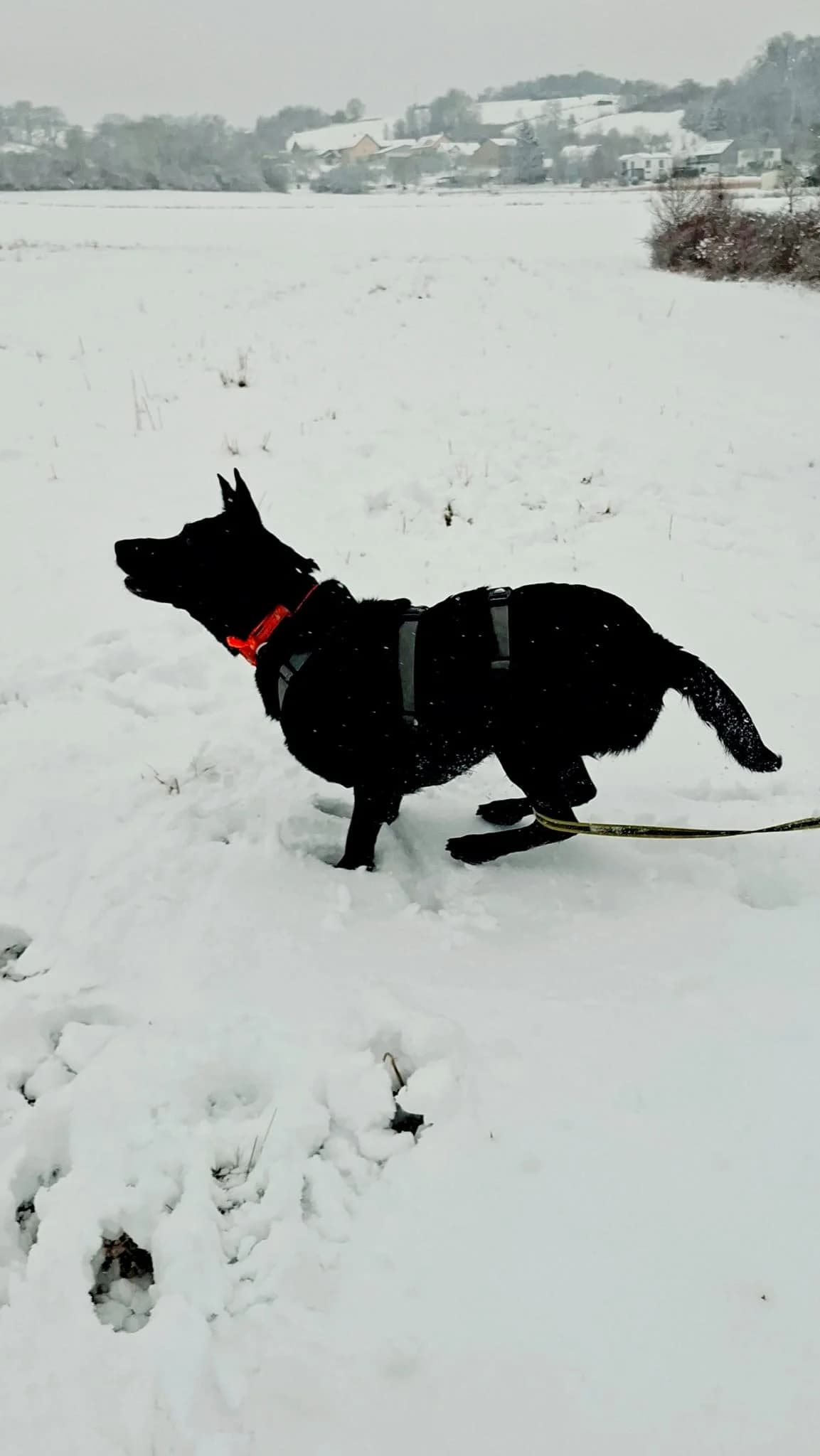 Akira, black female mixed breed for adoption at Tierheim Regensburg, Regensburg — photo 7 of 9