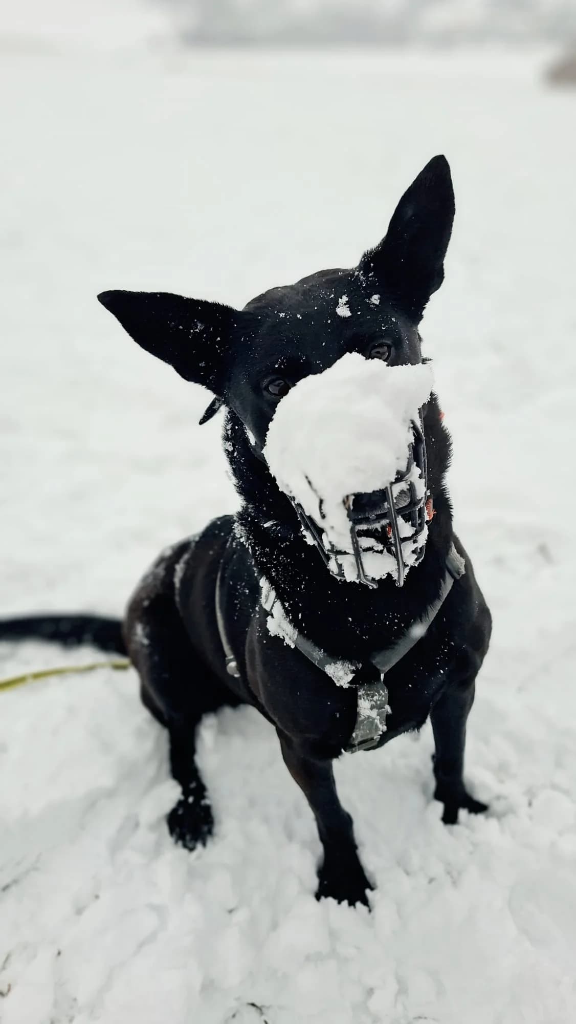 Akira, black female mixed breed for adoption at Tierheim Regensburg, Regensburg — photo 8 of 9