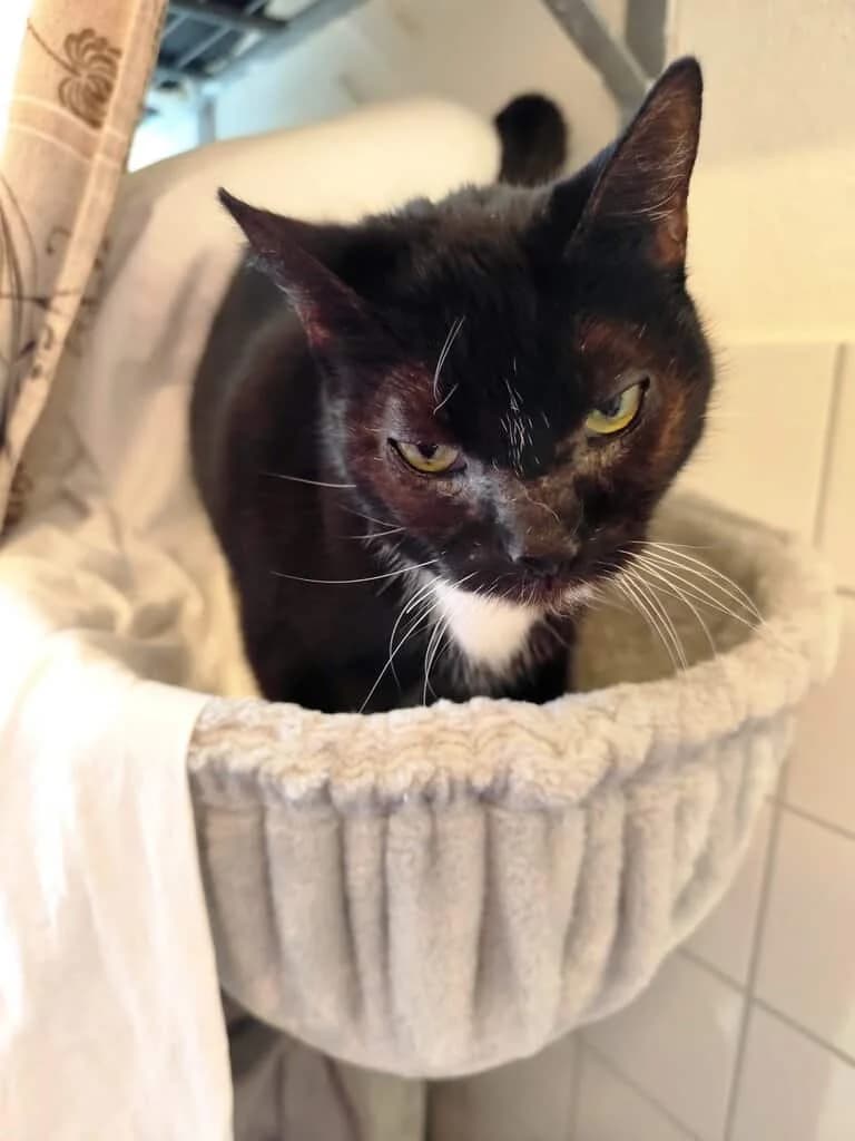 Carly,  senior Mixed Breed Cat for adoption at Tierheim Siegen, Siegen