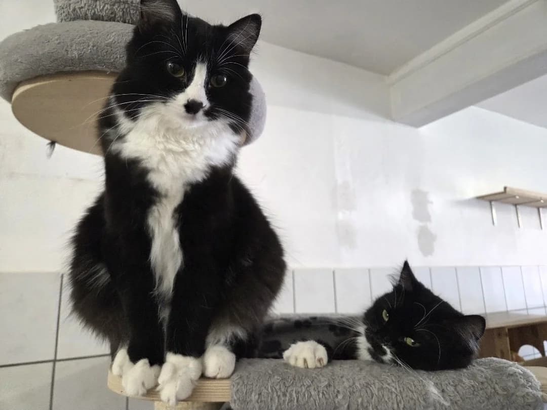 Cedric + Chyntia,  Mixed Breed for adoption at Tierheim Halle, Halle