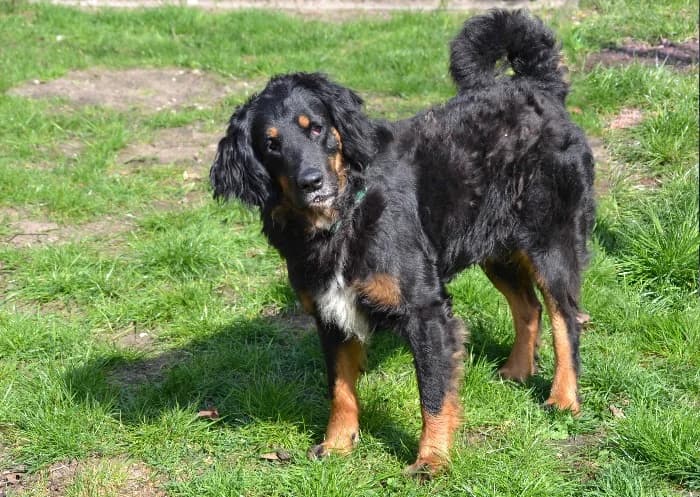 Charly,  senior Mixed Breed for adoption at Tierheim Paderborn, Paderborn