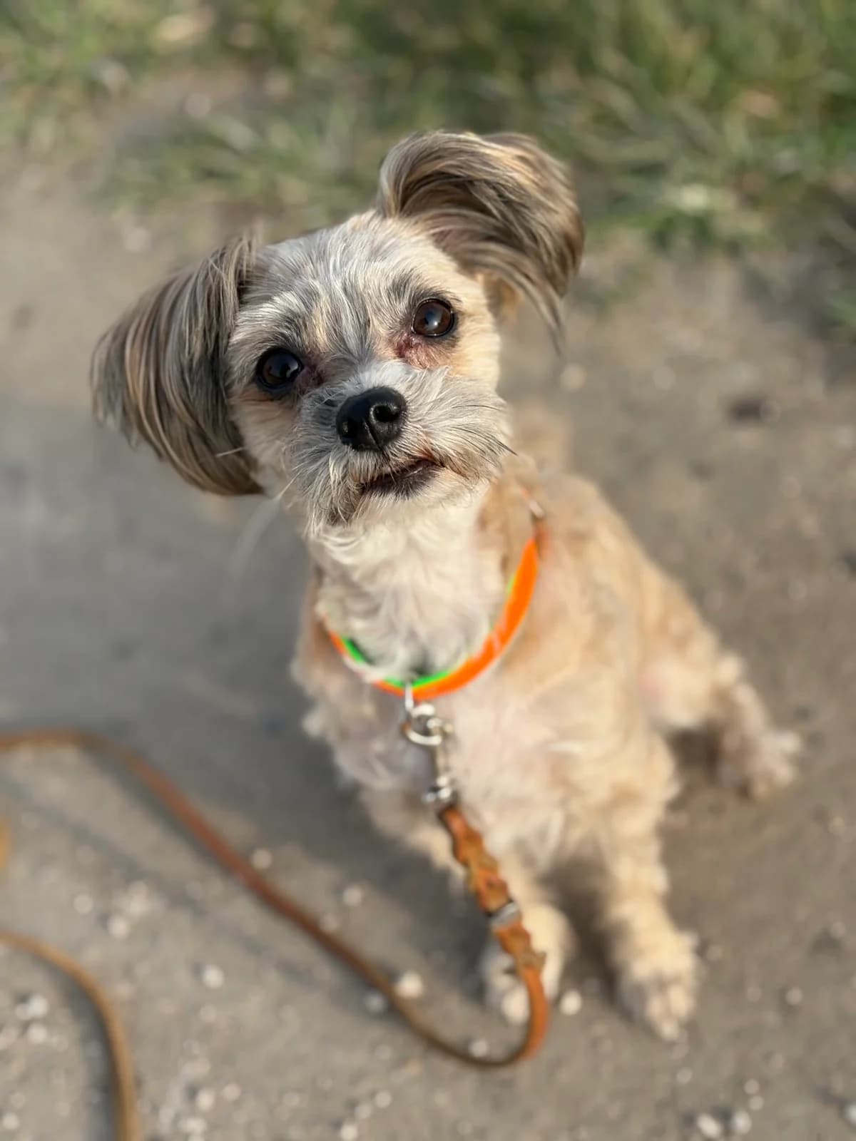 Charly, male 6yo Maltese for adoption at Tierheim Augsburg, Augsburg