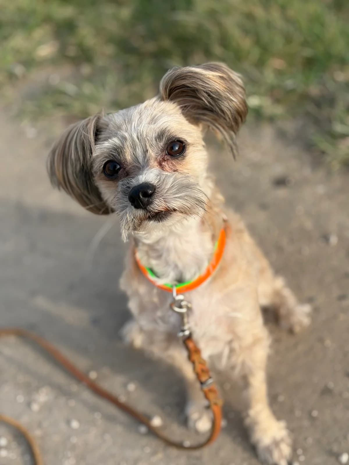 Charly, white_cream male Maltese for adoption at Tierheim Augsburg, Augsburg — photo 2 of 3