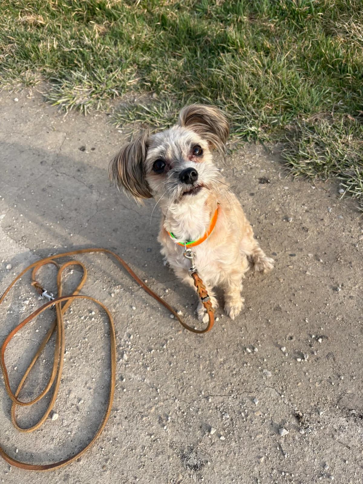 Charly, white_cream male Maltese for adoption at Tierheim Augsburg, Augsburg — photo 3 of 3
