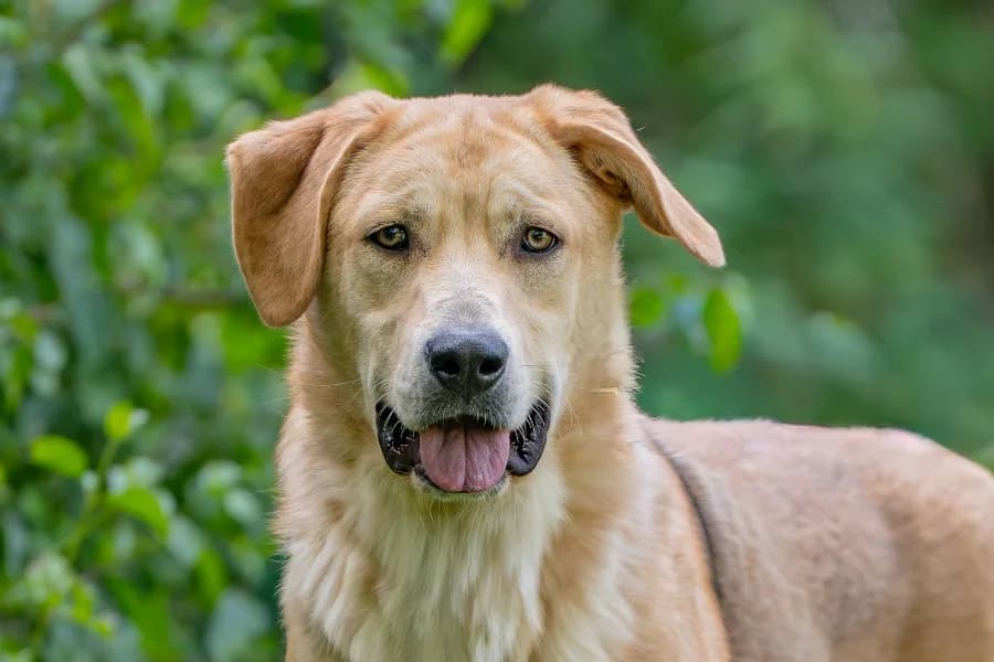 Cherry, female young Mixed Breed for adoption at Tierheim Ludwigsburg, Ludwigsburg