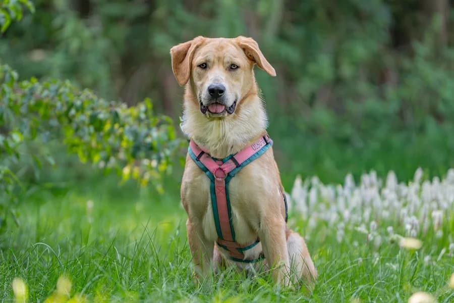 Cherry, yellow female Mixed Breed for adoption at Tierheim Ludwigsburg, Ludwigsburg — photo 2 of 4