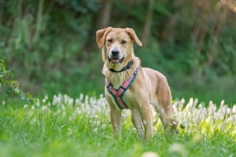 Cherry, yellow female Mixed Breed for adoption at Tierheim Ludwigsburg, Ludwigsburg — photo 3 of 4