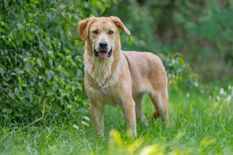 Cherry, yellow female Mixed Breed for adoption at Tierheim Ludwigsburg, Ludwigsburg — photo 4 of 4