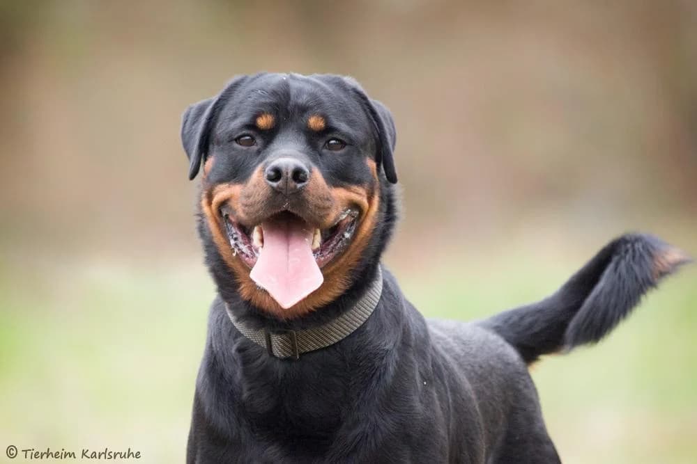 Chico, black male Mixed Breed for adoption at Tierheim Karlsruhe, Karlsruhe