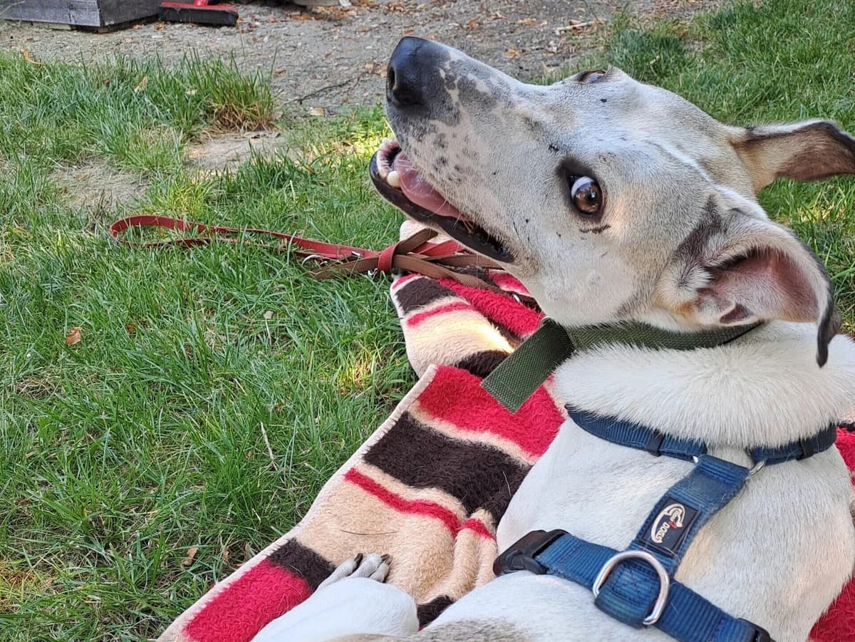 Chilly,  Mixed Breed for adoption at Tierheim Halle, Halle