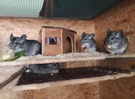 Chinchillas,  Mixed Breed for adoption at Tierheim Halle, Halle