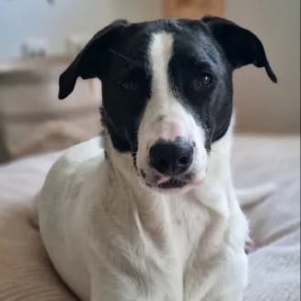Clara, female 7yo Mixed Breed for adoption at Tierheim Würzburg, Würzburg