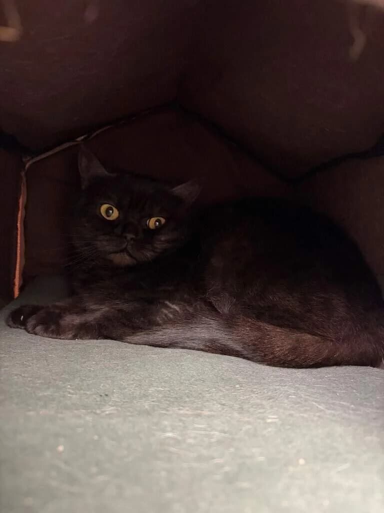 Cleo, female Mixed Breed Cat for adoption at Tierheim Siegen, Siegen